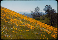 Poppy hillside thumbnail