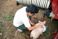 Kaber farm, Pigs 033 thumbnail