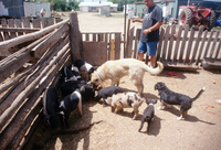 Kaber farm, Crops in the field 057 thumbnail