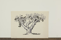 Fig Tree thumbnail