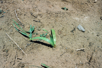 Crops growing in San Luis Valley 002 thumbnail