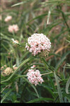 Asclepias fascicularis thumbnail