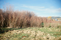 Landscapes and cattle 013 thumbnail