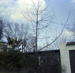 Backyard landscape at Watkins' home thumbnail