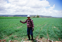 Kaber farm, Irrigating fields 035 thumbnail