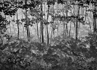 Forest Edge thumbnail