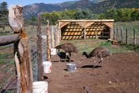 Torres ranch animals 014 thumbnail