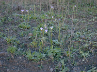 Dodecatheon clevelandii thumbnail