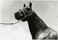 Cal Poly's First Quarterhorse thumbnail