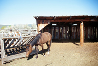 Horses and irrigation ditch 029 thumbnail