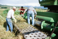 Kaber farm, Threshing winter wheat 020 thumbnail