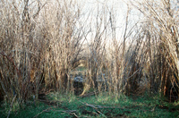 Landscapes and cattle 022 thumbnail