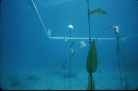 Plot 1 No Canopy with 9 Stipes thumbnail