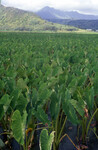 Taro Fields: Hanalei National Wildlife Refuge thumbnail
