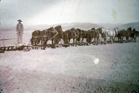 Twelve Horse Jerk line Team Pulling Stockton Plow thumbnail