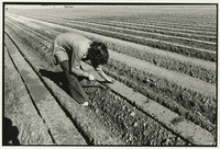 Worker with short-handled hoe thumbnail