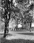 Trees with the quad in the background. thumbnail
