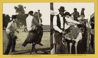 Boy riding ostrich on farm, Pasadena, California and Plucking ostrich on farm, Pasadena, California. thumbnail