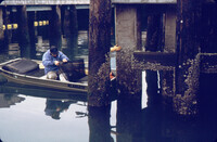 Ed Salinas deploying larval assay bags onto creosote and concrete pilings thumbnail