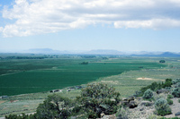 Crops growing in San Luis Valley 016 thumbnail