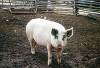 Torres ranch animals 006 thumbnail