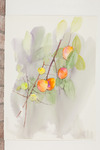 Persimmon Thicket thumbnail