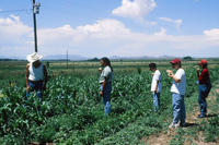 Gallegos farm, Crops 023 thumbnail