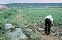 Conference and San Luis farm irrigation 020 thumbnail