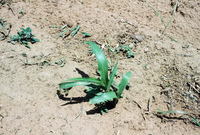 Crops growing in San Luis Valley 005 thumbnail