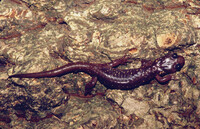 Aneides lugubris thumbnail