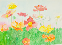 Closeup Poppies thumbnail