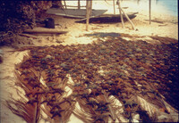 Drying sea stars thumbnail