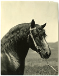 Percheron Stallion 'Ibidem' thumbnail