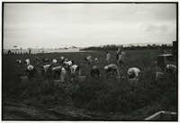 Chile harvesters in Santa Maria thumbnail
