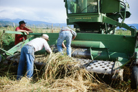 Kaber farm, Threshing winter wheat 001 thumbnail