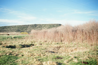 Landscapes and cattle 010 thumbnail