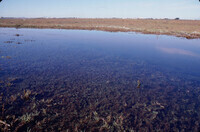 Pt. Mugu Wetlands thumbnail