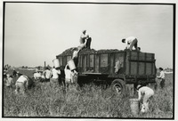 Chile harvesters thumbnail