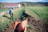 Kaber farm, Crops in the field 053 thumbnail