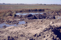 Pt. Mugu Wetlands thumbnail