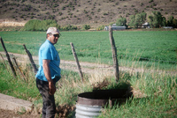 Kaber farm, Crops in the field 049 thumbnail
