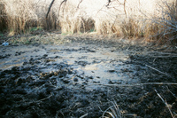 Landscapes and cattle 023 thumbnail