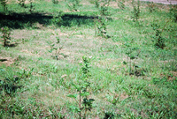 Kaber farm, Animals 010 thumbnail