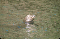 Catalina Sea Lion thumbnail