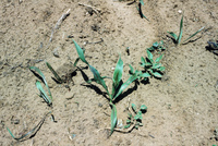 Crops growing in San Luis Valley 006 thumbnail