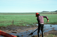 Gallegos farm, Irrigation 002 thumbnail
