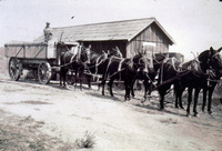 Six Mule Jerk line Team Weighing Out at Haines Beet Dump thumbnail