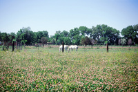 Montoya farm, Woodpile and the Rio Grande 017 thumbnail