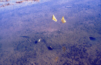 Pt. Mugu Wetlands thumbnail