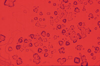 Salt crystals thumbnail
